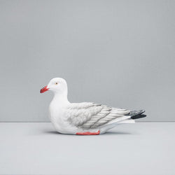 Seagull